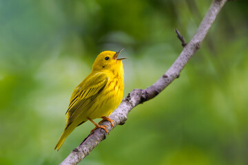 Yellow Warbler