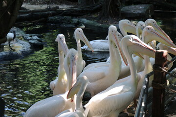 Pelicans are birds that can swim.