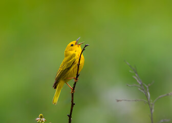 Yellow Warbler