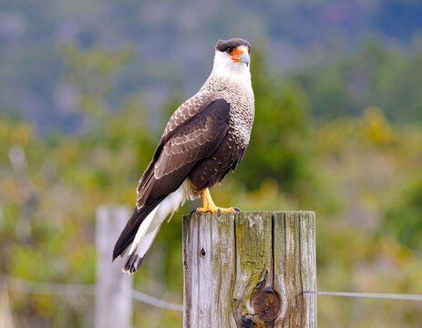 Chimango Caracara Bird on a Wood Post