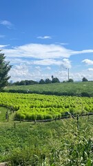 green field in Seoul