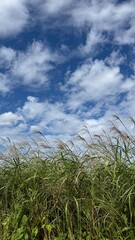 하늘공원 갈대, Field of Eulalia