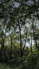 Torreya nucifera Forest in Jeju Island