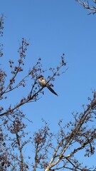 Cyanopica cyana (물까치), Blue bird on the tree