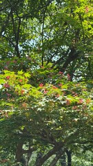 Maple tree with seeds