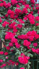 red rose garden