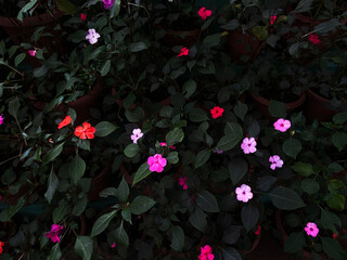 The image features a colorful cluster of Impatiens walleriana, popularly known as Busy Lizzie or...