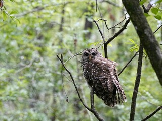 A barred owl in the woods