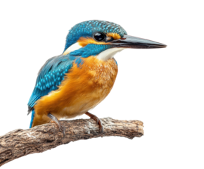 Colorful kingfisher bird perched on branch natural habitat