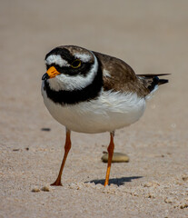 ringed plover 