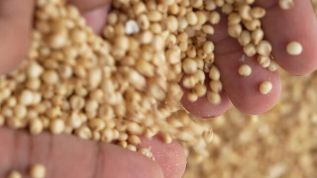 Macro video of jowar or great millets. Close up video of sorghum on rotating disk.