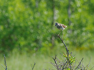Common Greenshank in summer habitat, Abisko