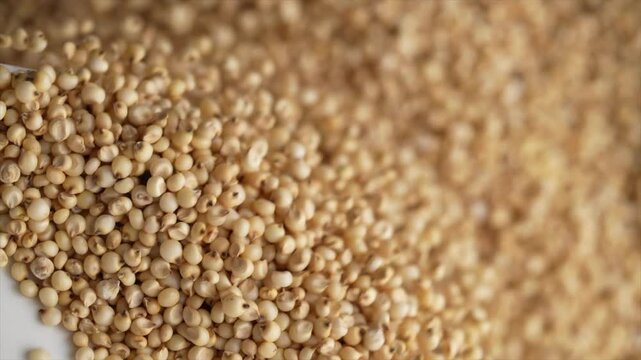 Macro video of jowar or great millets. Close up video of sorghum on rotating disk.
