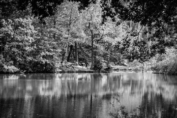 Ein Waldsee