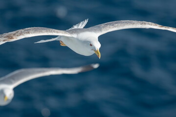 A beautiful seagull in flight over the sea