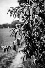 Der Weg hinter den Bl&auml;ttern