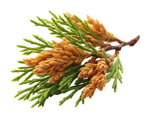 Exploring the cedar branch nature environment botanical beauty