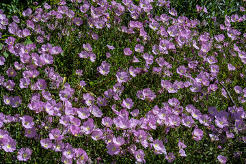 still life close-up of wild flowers on the island of Crete