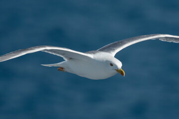 A beautiful seagull in flight over the sea
