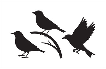 Obraz premium Three black birds in silhouette one flying two perched on branch