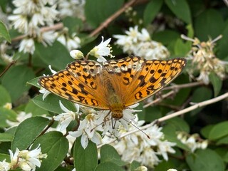 6月の御在所岳山頂でウツギの花を吸蜜するウラギンヒョウモン