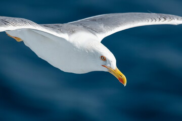 A beautiful seagull in flight over the sea