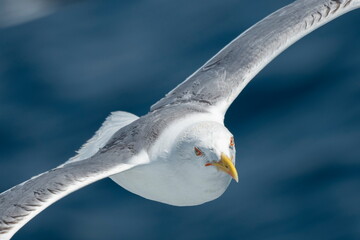 A beautiful seagull in flight over the sea