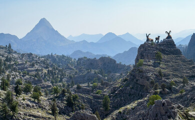 the habitat of mountain goats in the wild mountains and the magnificent mystical mountains