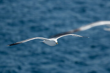 A beautiful seagull in flight over the sea