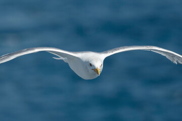 A beautiful seagull in flight over the sea