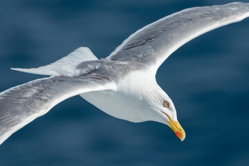 A beautiful seagull in flight over the sea