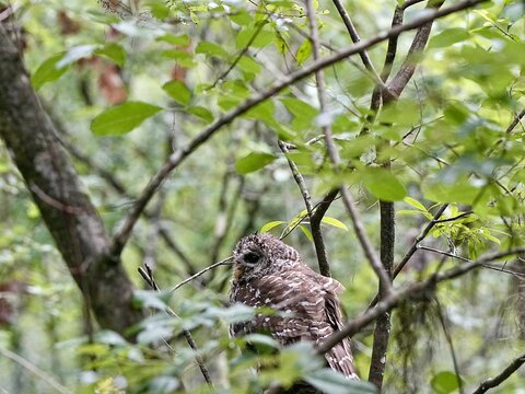 A barred owl hiding in the forest