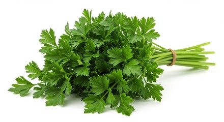 Fresh green parsley herb bunch tied on white for flavor ingredient food photography