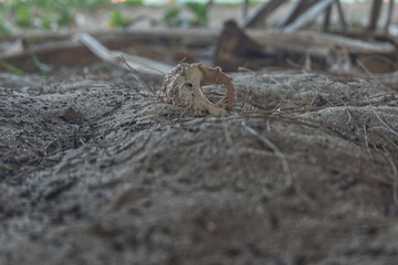 a shell in the sand