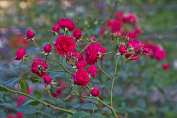 red flowers in the garden