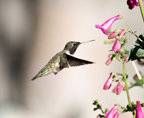 hummingbird 