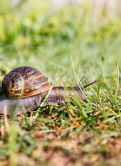 snail on the grass