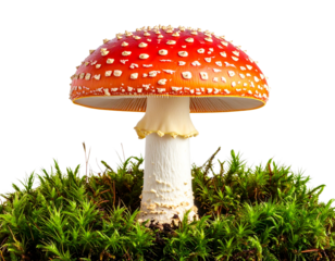 Single Fly Agaric Mushroom with Dew Drops and Moss Base, Front View, isolated on transparent background