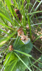 Cicada molting on the grass