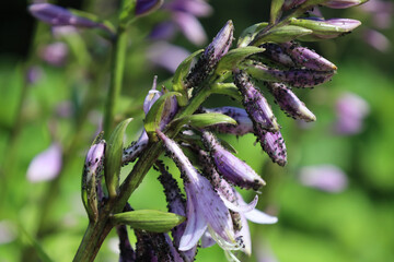 Pest insects in the garden. Large concentration of black aphids in flower. Plant parasites. The concept of protection nature. Soft focus. Bean aphids infestation. Aphis fabae © Avalepsap