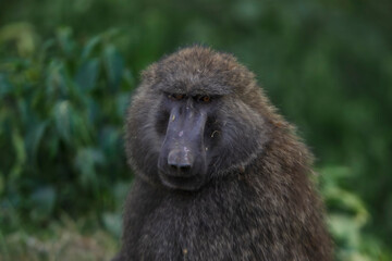 Up close image of an Adult Olive Baboon
