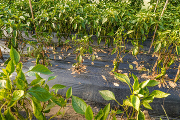 Problem of whitefly effect on leaves and branches of vegetables plants in field inside greenhouses,...