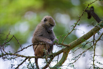 Olive Baboon climbing a tree