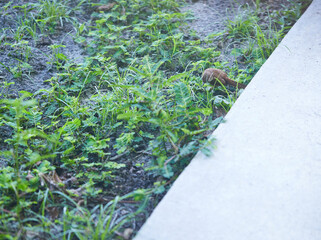 A young Thrasher feeding among the weeds next to the back porch!