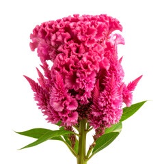 Fototapeta premium Side View of Tall Pink Cockscomb Flower with Long Stem and Detailed Petal Folds, Transparent Background