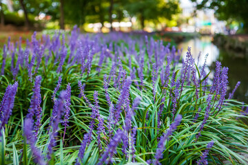 Summer scenery of the forest park outside the castle in Seongju-gun, Gyeongsangbuk-do, Korea, where purple broadleaf liriope flowers bloom.