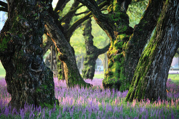 Summer scenery of the forest park outside the castle in Seongju-gun, Gyeongsangbuk-do, Korea, where purple broadleaf liriope flowers bloom.