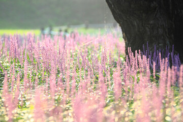 Summer scenery of the forest park outside the castle in Seongju-gun, Gyeongsangbuk-do, Korea, where purple broadleaf liriope flowers bloom.