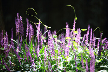 Summer scenery of Damyang Metasequire Forest Road in Jeollanam-do, Korea, with purple broadleaf liriope flowers blooming.