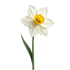 A single white and yellow daffodil flower with a green stem and leaf isolated on transparent background © Lokman